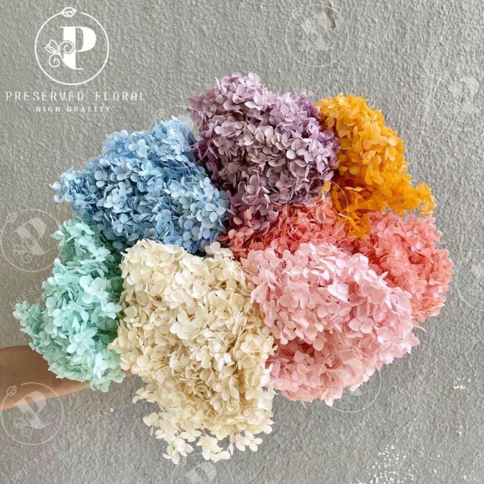 [Dekorasi] Preserved Hydrangea/ Hydrangea Kering/ Bunga Hydrangea Asli Kering [Pohon]