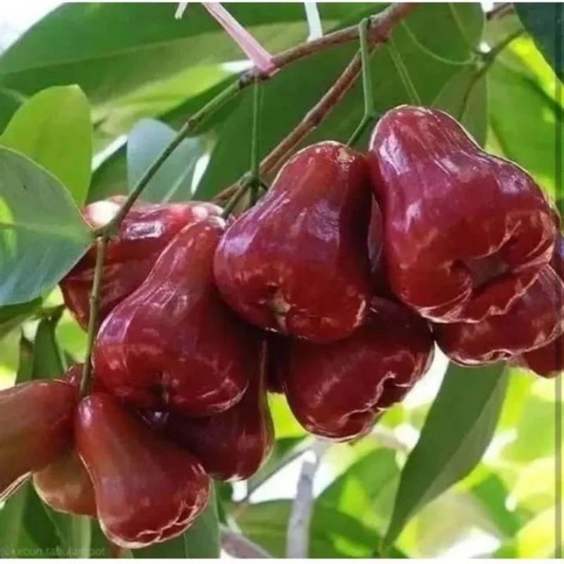 Bibit Buah Jambu Air Citra