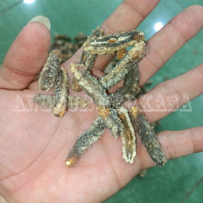 

Teripang Duri Campur Mulus Dan Kasar Tanpa Pilih | Haisom Duri