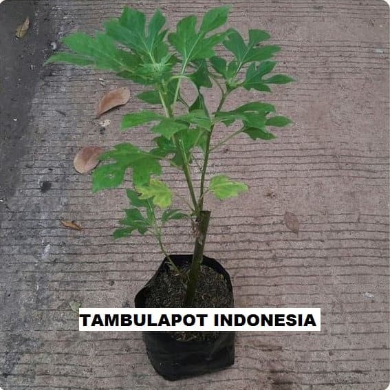 [Bibit] Bibit Daun Insulin/Tanaman Herbal Daun Insulin [Unggul]