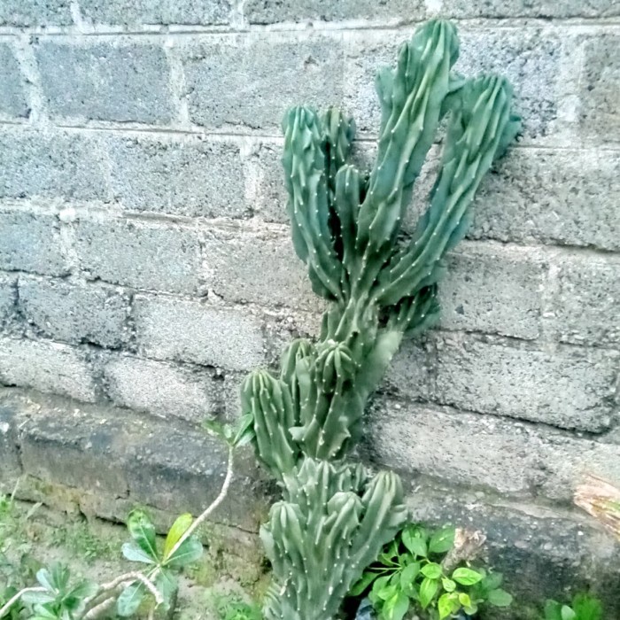 Adealines- Kaktus Lilin Cabang