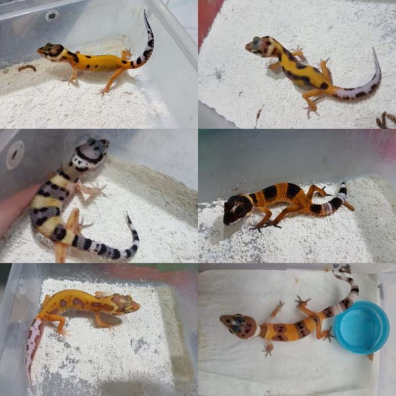 Bayar ditempat eublepharis macularius random promo leopard tokek murah berkualitas PREMIUM