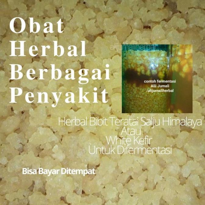 Teratai salju Himalaya (bibit aslii)