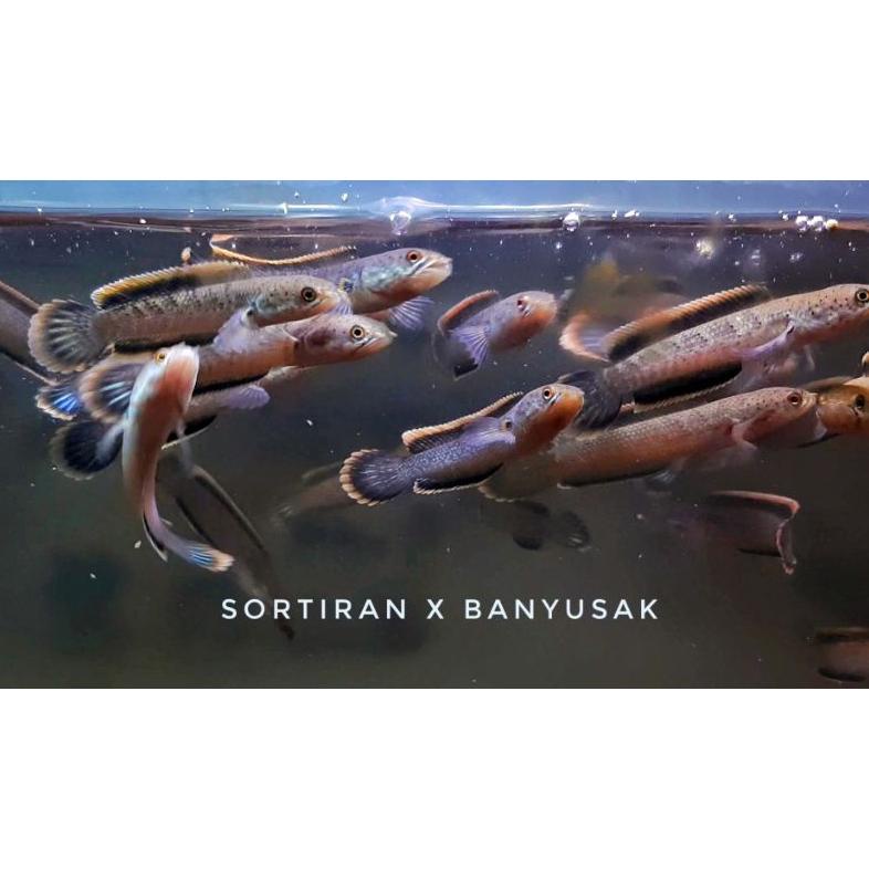 Bayar ditempat Limbata CB 5-6 CM Progress Rim Tebal PREMIUM