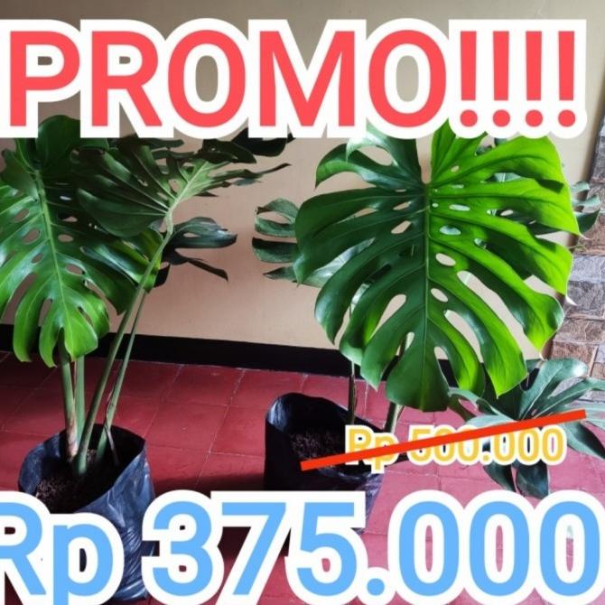MONSTERA KING DELICIOSA XL JUMBO
