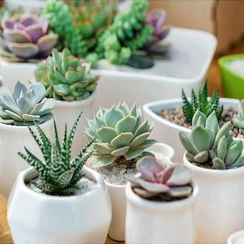 [Hiasan] Paket Mini Sukulen Murah  - Succulent Cactus Kaktus Cantik [Taman]