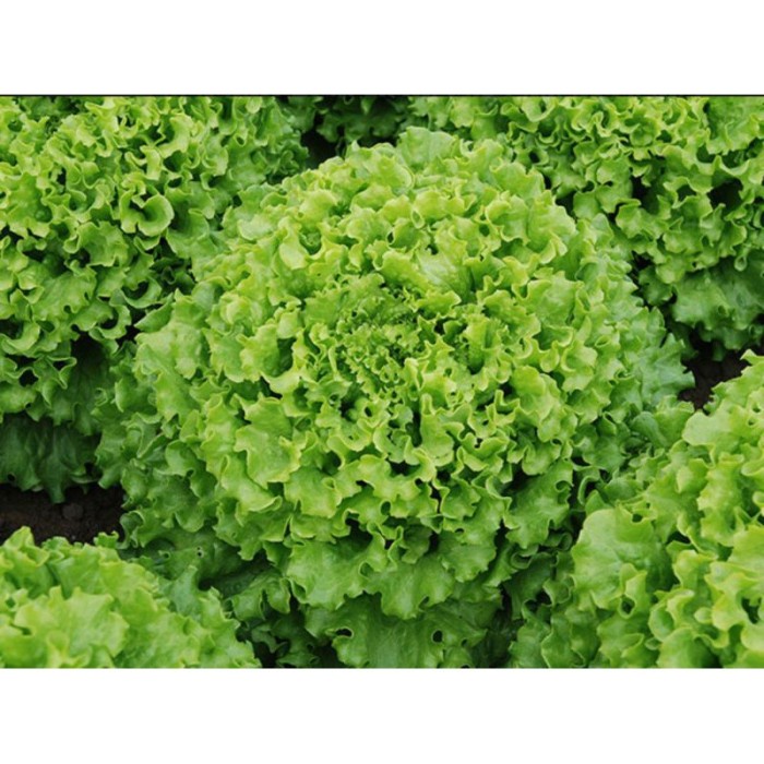 [Hiasan] Benih Selada Caipira / Lettuce Batavia Caipira Enza Zaden Ez Indogreen [Taman]