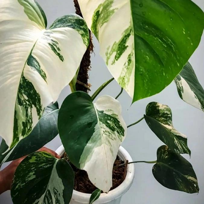 monstera variegata - monvar white tiger - monstera halfmoon ekonomis