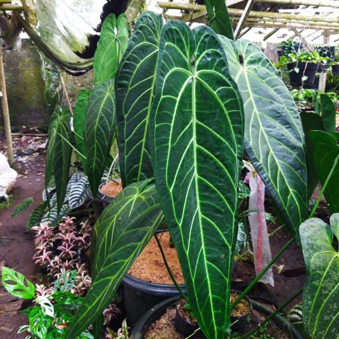 tanaman hias lidah gajah anthurium warocqueanum Baby