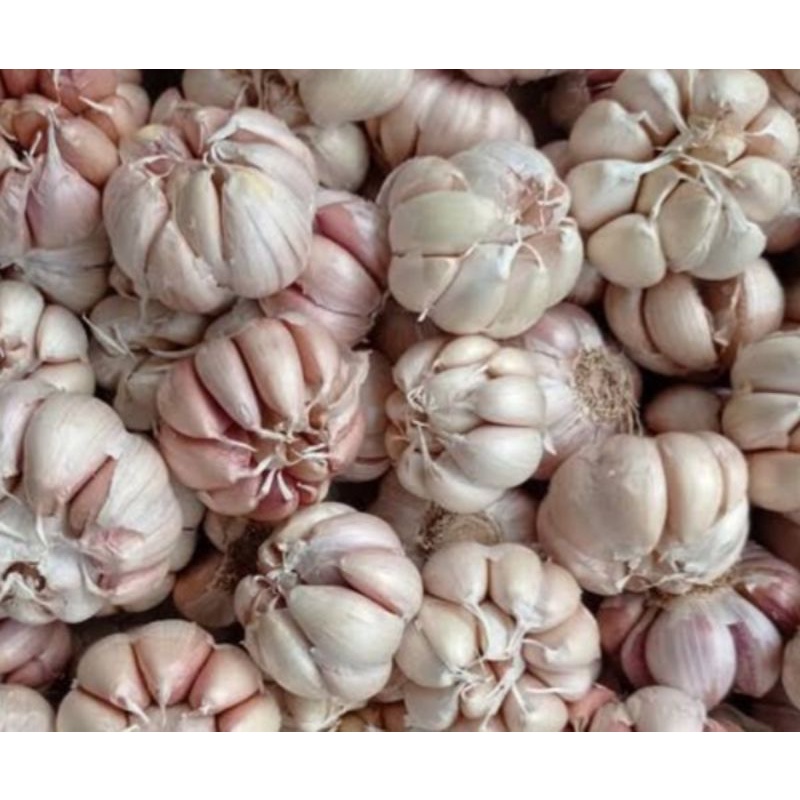 

bawang putih 1 bongol