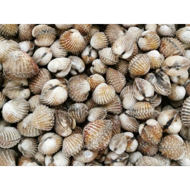 

kerang dara segar 500 gram