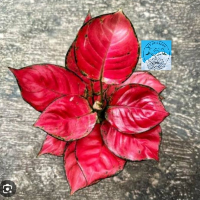 ー aglonema red anjamani rimbun p Paling Dicari Harga Promo.