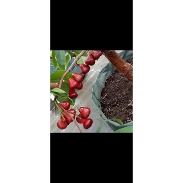 Bibit Buah Jambu Air Black Diamond