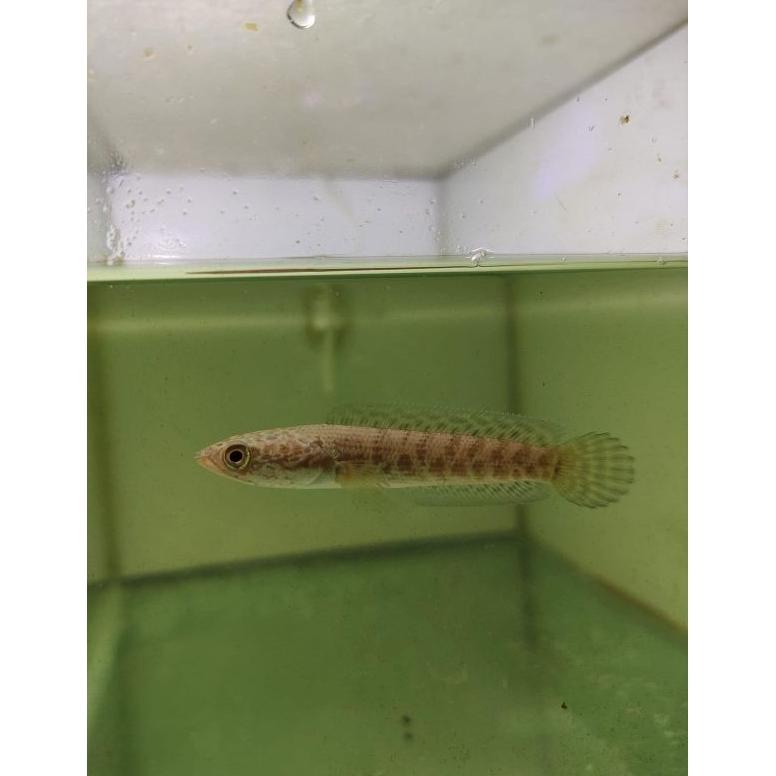 Termurah Po Auranti Ori Grade A Promo Ryt379