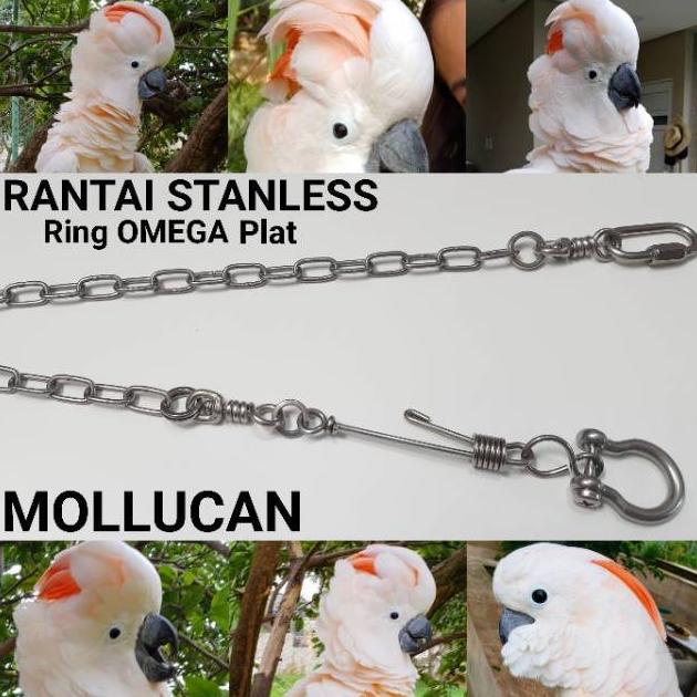 Diskon Rantai Mollucan Ring Omega