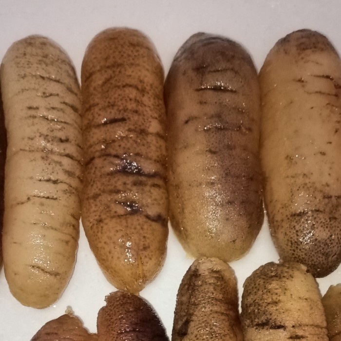 

Haisom Hoisem Teripang Belitung 500Gr Bestseller Daging