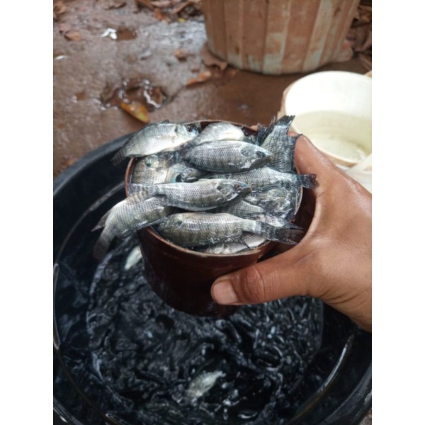 bibit nila hitam monosex perliter