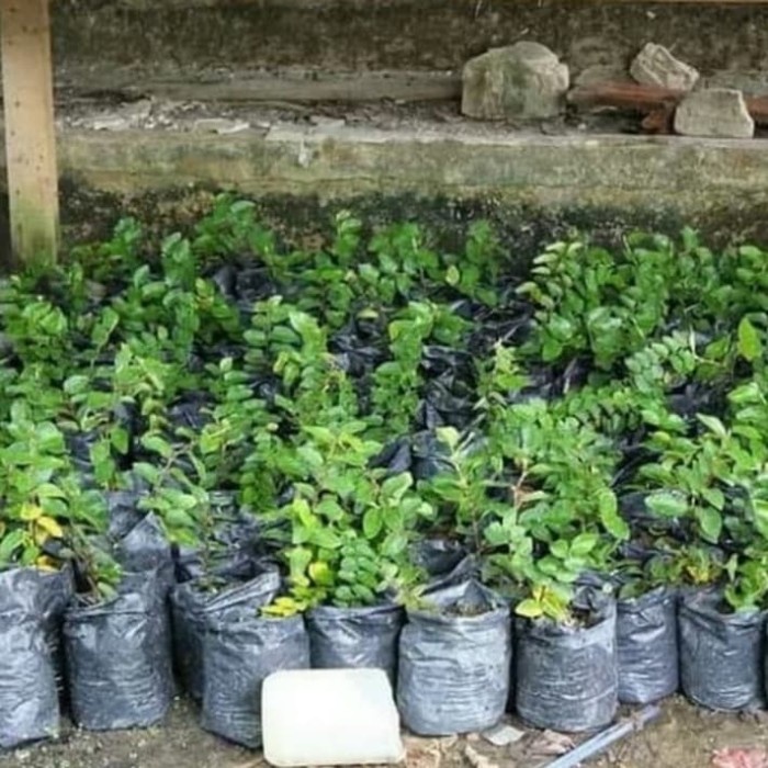 [Plastik] Pohon Dollar Rambat Daun Kecil - Tanaman Rambat Pohon Dolar Daun Mini [Mini]