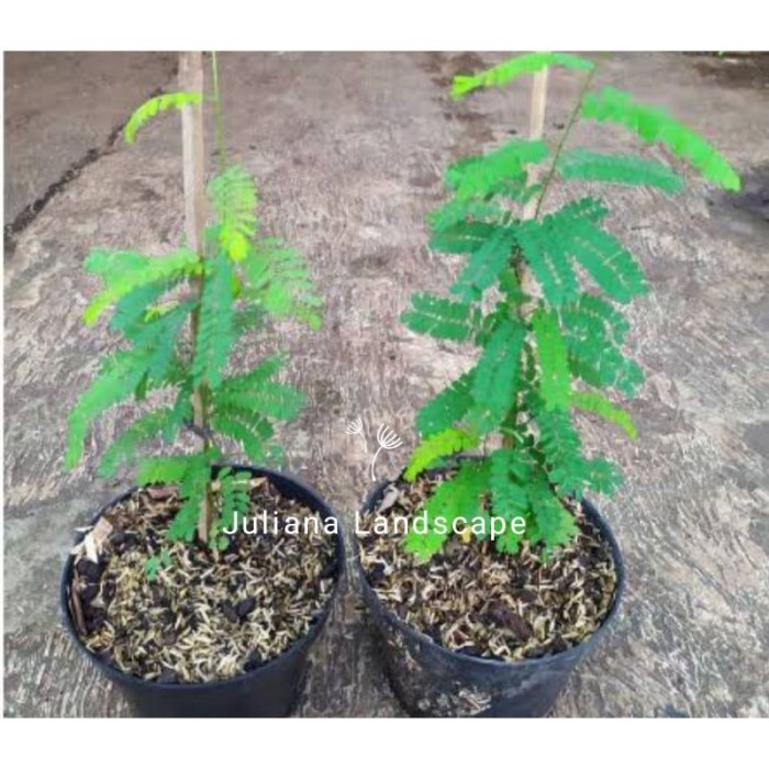 [Plastik] Promo Tanaman Hias Daun Saga [Mini]