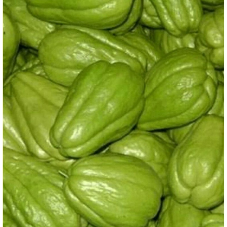 

labu hijau kecil