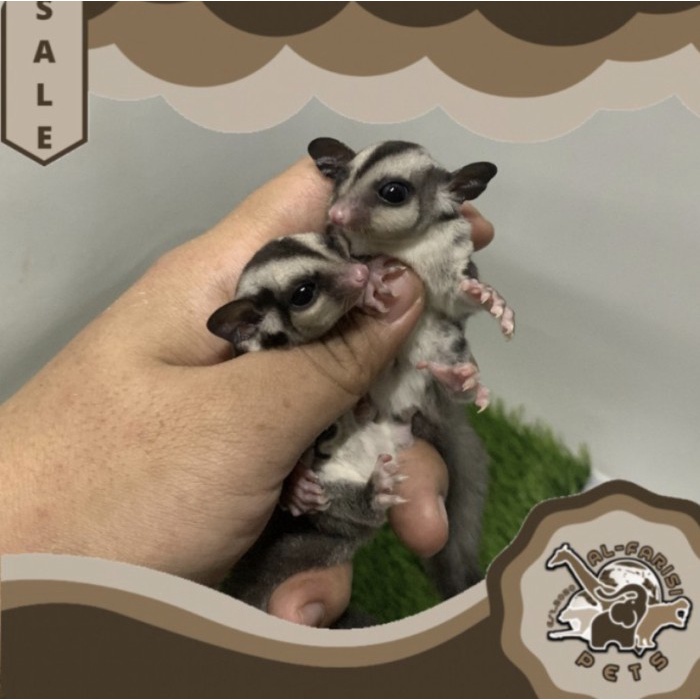 Sugar Glider SG Classic Grey Sepasang Remaja Termurah