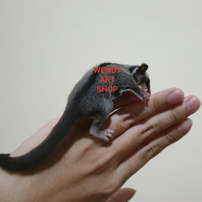 Sugar Glider Joey Classic Grey (CG) Indukan Platinum Mosaic