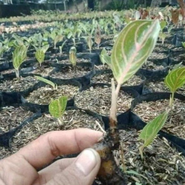 [Bibit] Bibit Aglonema Red Sumatra Asli Daun 1-3 [Unggul]