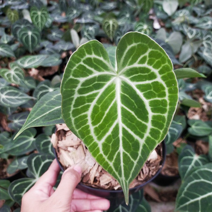 Terlaris Anthurium Queen Clarinervium