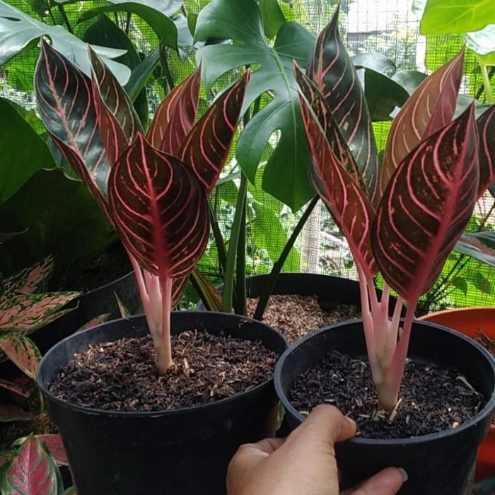 [Hiasan] Aglonema Red Sumatra Remaja [Taman]