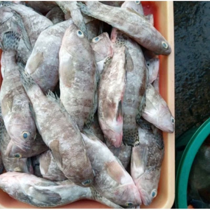 

Ikan Kerapu segar dan fresh