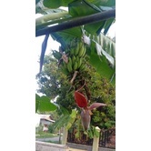 Jantung Pisang Batu Klutuk Perbuah Otong Pisang Baru Petik Fresh Murah Berkualitas