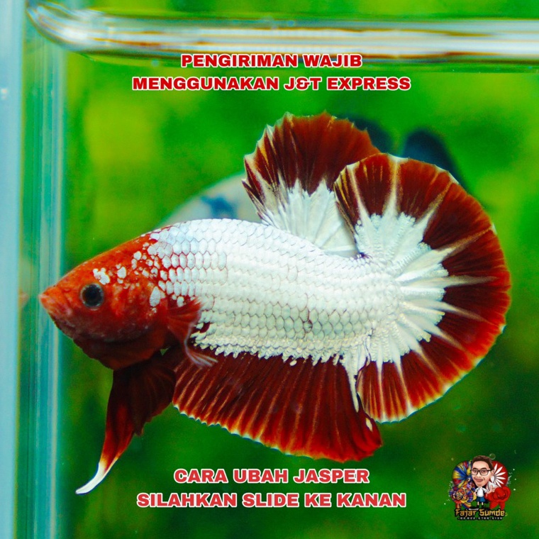 FCCP Red dan Orange Head Best Seller Top Grade 10k 92