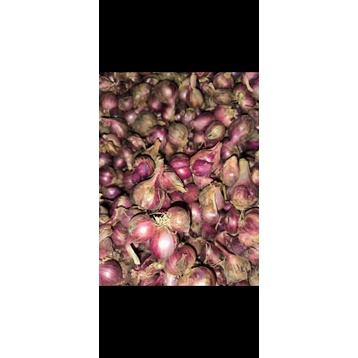 

bawang merah besar