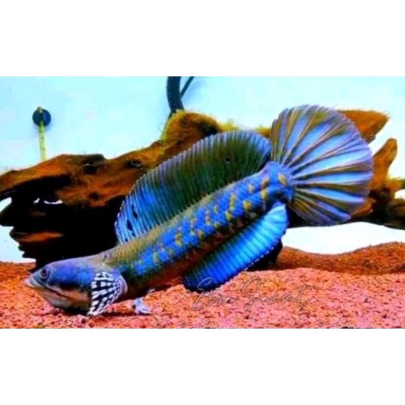 channa blue pulcra