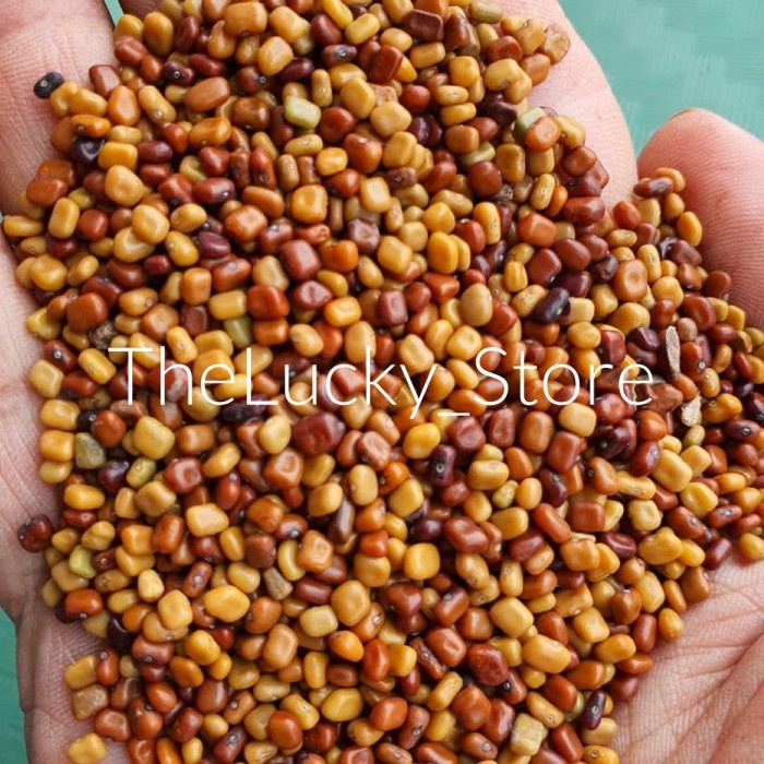 Benih Bibit Tanaman / Biji Kacang Kacangan CM Calopogonium Mucunoides