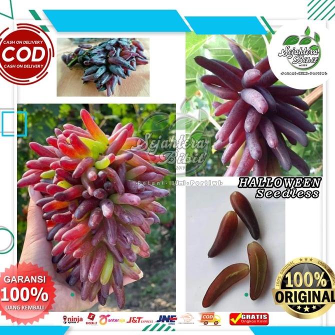 ```````] Halloween varietas anggur import ningrat