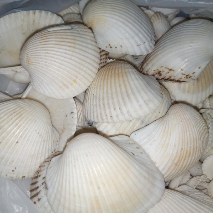

&<&<&<&] KULIT KERANG PUTIH BESAR 4 - 6 CM. ISI 1/4 KG.
