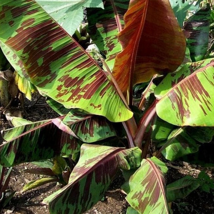 PROMO BIBIT TANAMAN PISANG MERAH //POHON PISANG MERAH TERMURAH