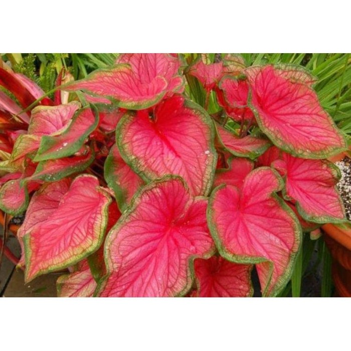 PROMO MURAH KELADI RED JAGUAR / KELADI MERAH / KELADI WAYANG TERMURAH