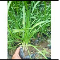 bibit tanaman kucai,tanaman kucai sayur paket bibit tanaman  kucai sayur isi 2 polybbag