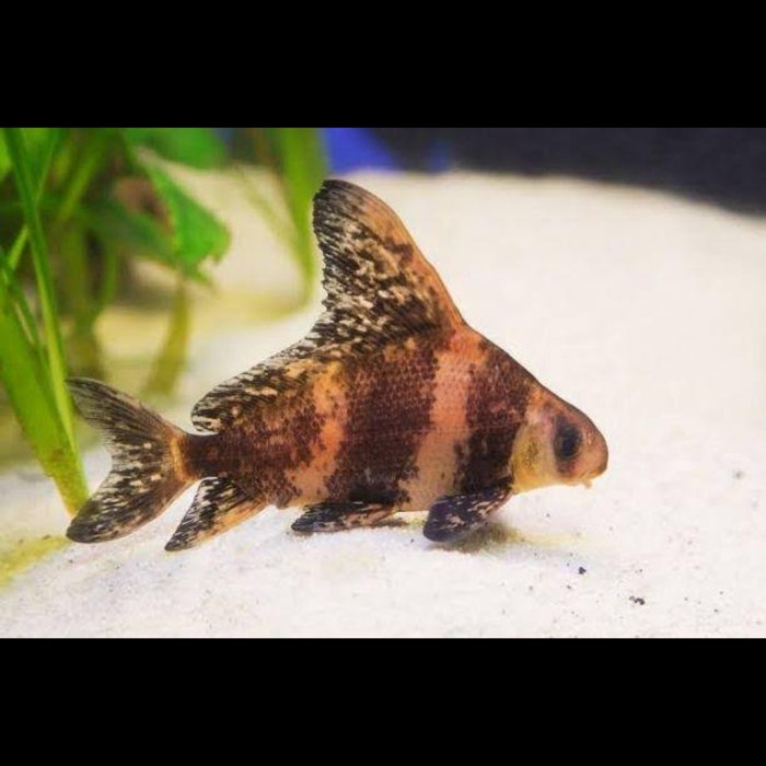 Chinese high fin (CHF)