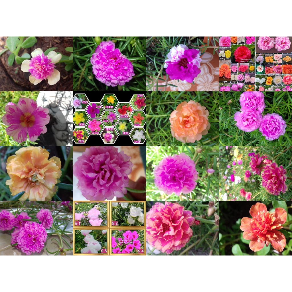 BIBIT BUNGA KROKOT WARNA WARNI KROKOT TUMPUK PER WARNA 7 STEK / MIX  25 WARNA