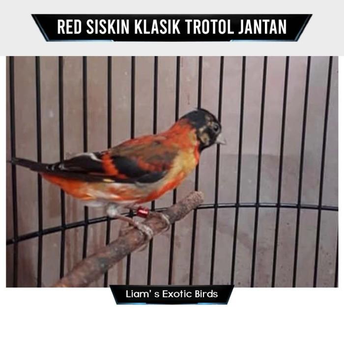 [[[ PROMO ]]] Burung Red Siskin Klasik Trotol Jantan