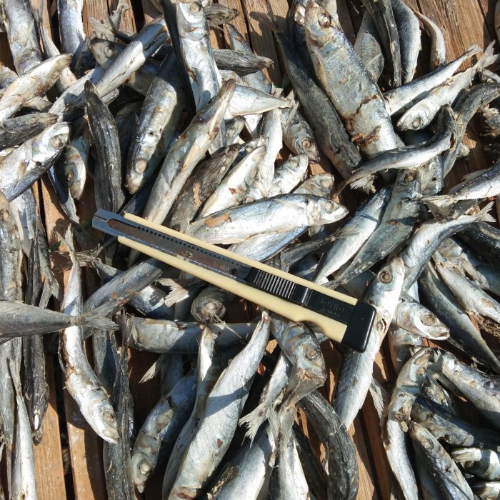 

Ikan asin layang rebuscue rebus layang