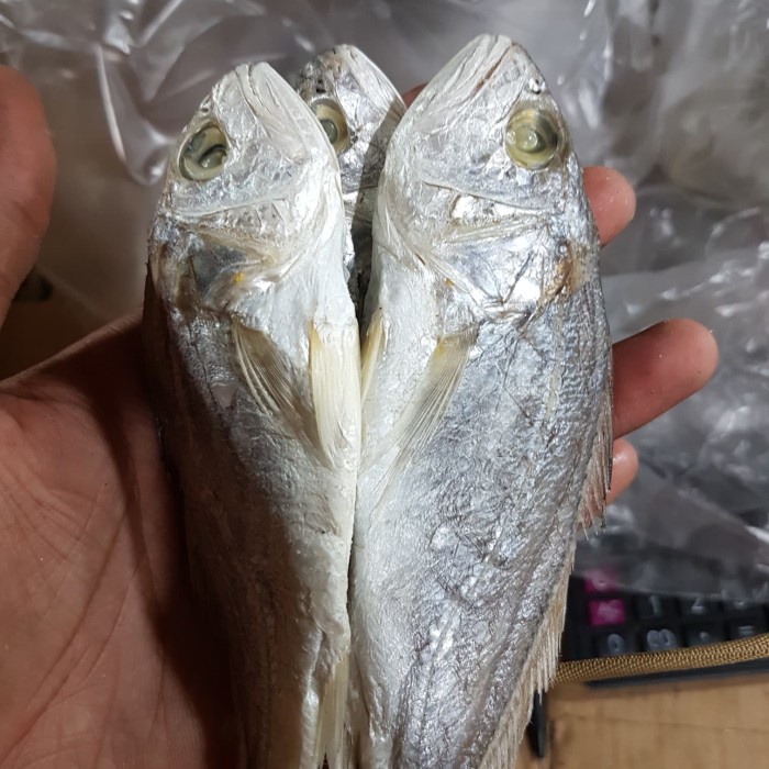 

Ikan Asin Samge Bulat