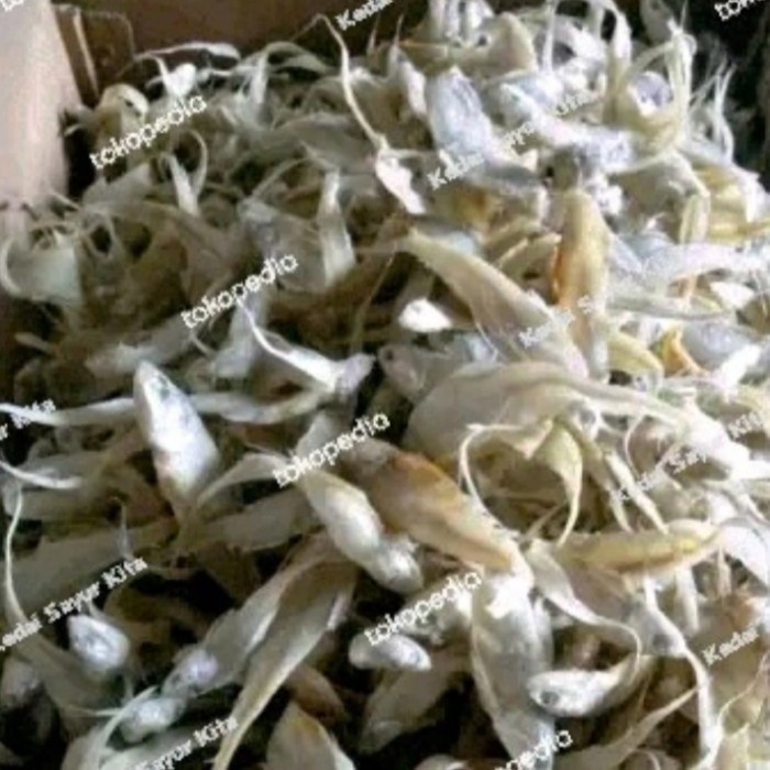 

IKAN ASIN BULU AYAM - 1000gr - Asin 1000gr