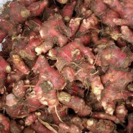 

RAIH DISKON JAHE MERAH / JAHE MERAH MEDAN / JAHE MERAH SEGAR