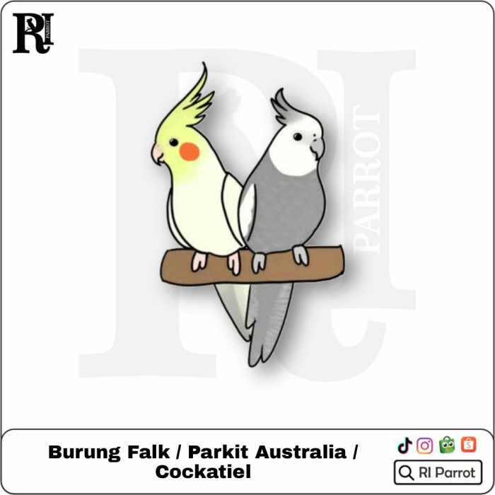 Falk / Parkit Australia / Kakaktua mini / Cockatiel ( Kode 001 )