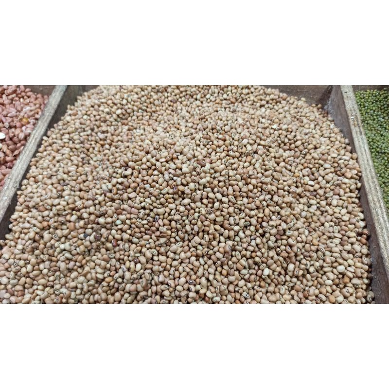 

kacang tunggak/tolo
