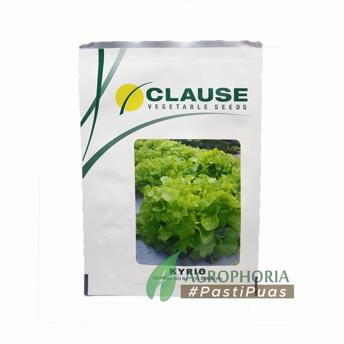 Benih Selada Oakleaf Kyrio 1.000 Seeds - CLAUSE